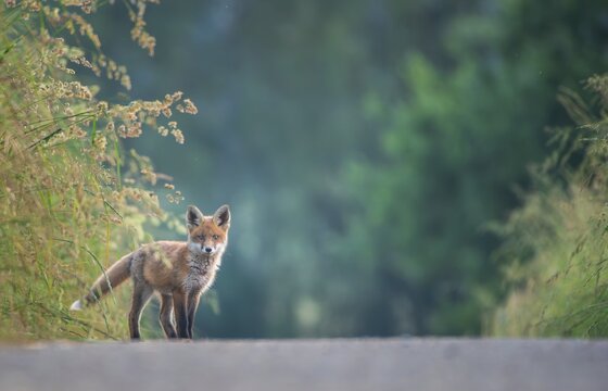 Red fox (Vulpes vulpes), young, Zurich, Switzerland