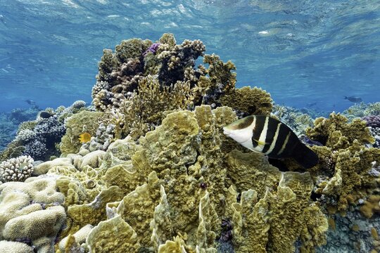 Banana wrasse also known as striped banner wrasse (Hemigymnus fasciatus) swimming over coral reef with yellow plate fire coral (Millepora platyphylla), Panorama Reef, Port Safaga, Egypt