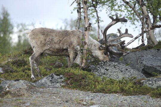 Reindeer (Rangifer tarandus) male animal with strong velvet antlers in the tundra in the fell birch forest, Northern Finland, Finland, Scandinavia
