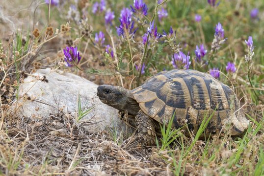 Greek tortoise, Herman's tortoise, testudo hermanni, Bulgaria, critters, reptilia, reptiles, tortoises, tortoises, turtles