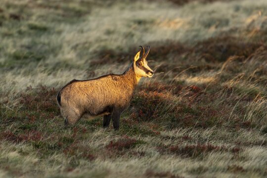 Chamois (Rupicapra rupicapra) in a meadow, wildlife, Vosges, France