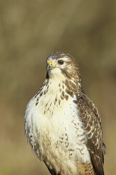Buzzard (buteo buteo), light-coloured variant, light morph, side view, animal portrait, wildlife, North Rhine-Westphalia, Germany