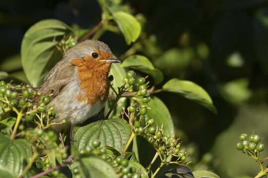 European robin (Erithacus rubecula) adult bird in a Dogwood tree in the summer, Suffolk, England, United Kingdom