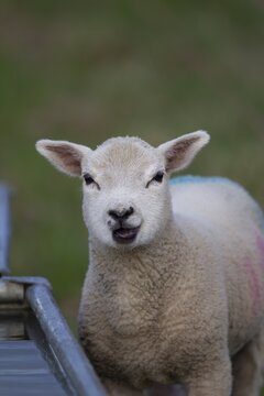 Domestic sheep (Ovis aries) juvenile lamb farm animal standing by a drinking trough, England, United Kingdom