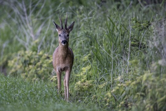 Roebuck (Capreolus capreolus), Emsland, Lower Saxony, Germany