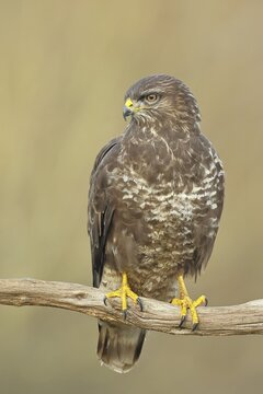 Common buzzard (Buteo buteo), perched on a branch, Wilnsdorf, North Rhine-Westphalia, Germany