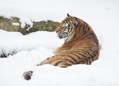 Siberian tiger (Panthera tigris altaica) lying in the snow, captive, Germany