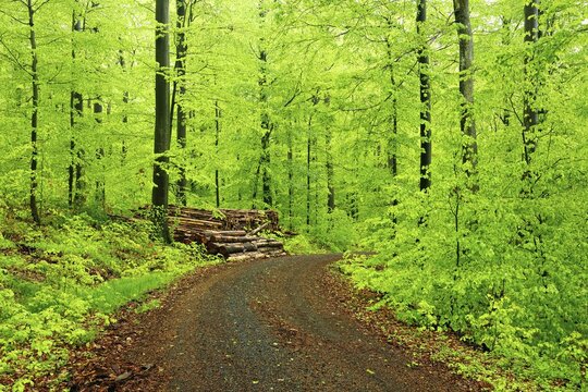 Forest road through natural beech forest in spring, fresh green, wood piles, large old beech trees, Steigerwald, Bavaria, Germany