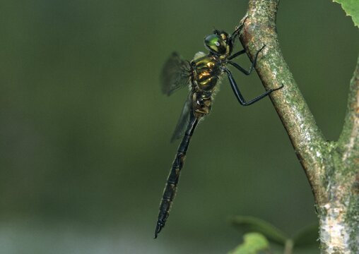Spotted emerald dragonfly, somatochlora flavomaculata, yellow-spotted emerald, anisoptera, damselflies, dragonflies, insects, dragonflies, odonata