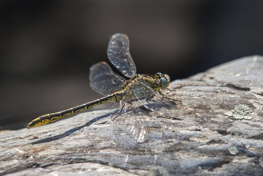 Gomphus Pulchellus, Western Clubtail, Western Wedge Maiden, Anisoptera, Damselflies, Dragonflies, Extremadura, Insects, Dragonflies, Odonata, Spain