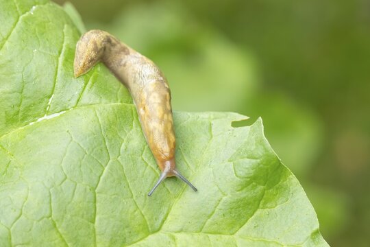 Leopard slug (Limax maximus) adult gastropod molluscs on a garden vegetable plant leaf in summer, England, United Kingdom
