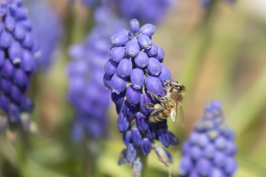 Honey bee (Apis mellifera) adult insect feeding on a Grape hyacinth (Muscari spp) flower in an urban garden in spring, England, United Kingdom
