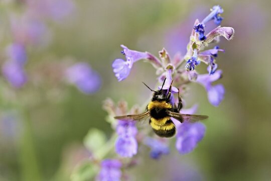 Garden bumblebee (Bombus hortorum), on a catmint (Nepeta x faassenii) flower, Meienberg, Canton of Aargau, Switzerland