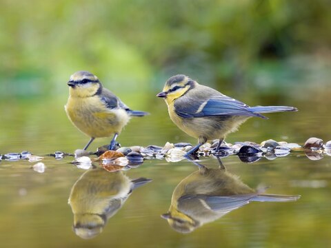 Blue tits (Cyanistes caeruleus) standing in shallow water, Solms, Hesse, Germany