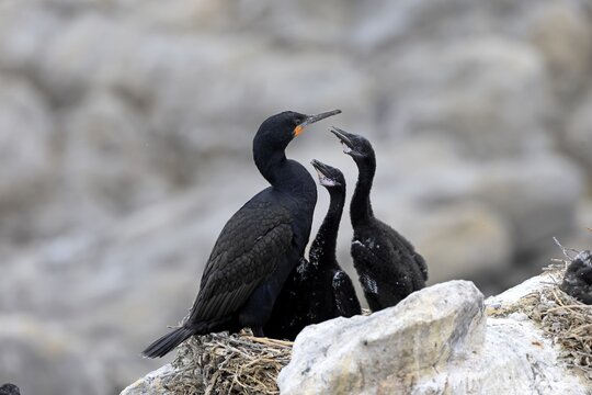 Cape cormorant (Phalacrocorax capensis), adult, two chicks, begging, nest, on rocks, Betty's Bay, Stony Point Nature Reserve, Western Cape, South Africa