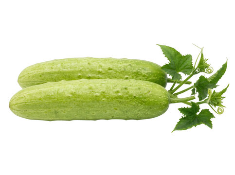 Dos pepinos frescos de color verde claro con textura rugosa y hojas verdes vibrantes, dispuestos horizontalmente sobre un fondo blanco puro, ideales para fotograf&iacute;a culinaria y alimentaci&oacute;n saludable.
