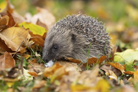 European hedgehog (Erinaceus europaeus) adult animal on fallen autumn leaves on a garden grass lawn, England, United Kingdom
