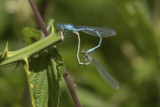Common blue damselfly (Enallagma cyathigerum) two adult insects mating on a Bramble stem, Suffolk, England, United Kingdom