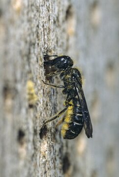 Hymenoptera, holey bee, ridge-saddled carpenter bee, high size, portrait format, insects, insect wood, wild bees