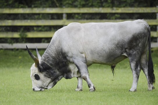 Hungarian Grey Cattle or Hungarian grey cattle (Bos primigenius f. taurus), bull in a meadow, Hungary