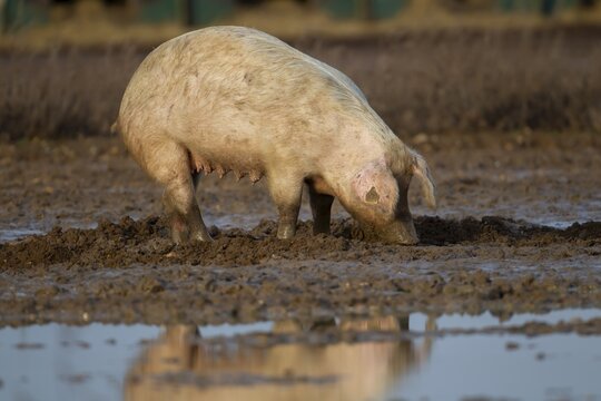 Domestic pig (Sus scrofa domesticus) adult farm animal standing in mud in a field, England, United Kingdom
