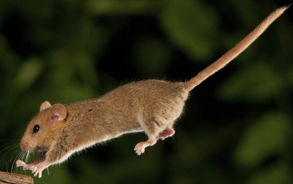 Hazel vole, Hazel dormouse, Muscardinus avellanarius, rodents, rodentia, bilche, bolt, dormice, dormouse, mammals, rodents, sleepers, jump, mammals