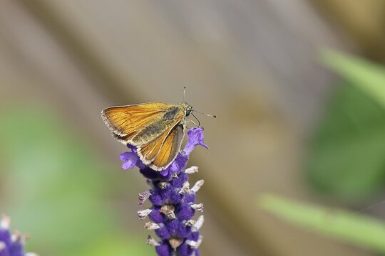 Large skipper (Ochlodes venatus), collecting nectar from a flower of Common lavender (Lavandula angustifolia), close-up, macro photograph, Wilnsdorf, North Rhine-Westphalia, Germany