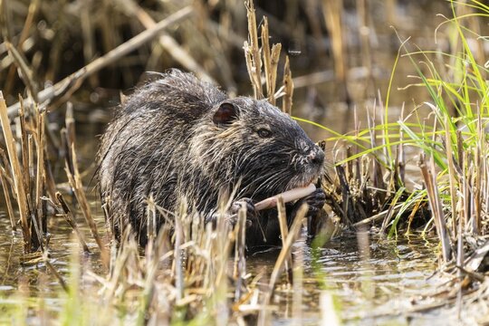 Nutria (Myocastor coypus), beaver rat, foraging in reeds, wildlife, Germany