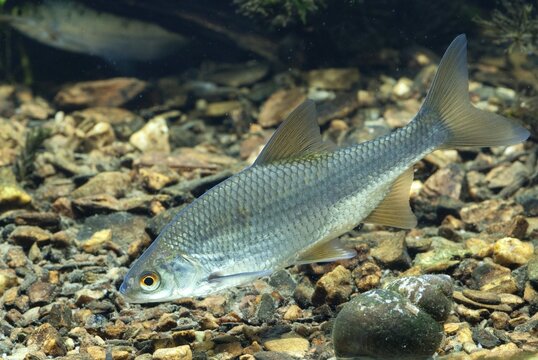 Roach, rutilus rutilus, swan, feather, fish, fishes, pisces