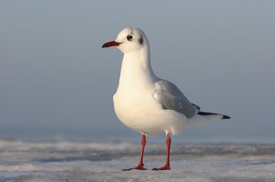 Black-headed Black-headed Gull (Larus ridibundus, Chroicocephalus ridibundus), in the sable plumage, Mecklenburg-Western Pomerania, Germany
