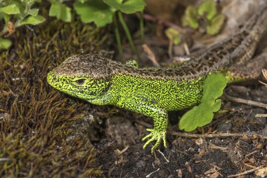 Sand lizard (Lacerta agilis) male in green wedding dress on forest floor with moss and leaves, Baden-W&uuml;rttemberg, Germany