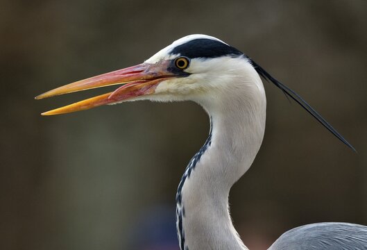 Grey Heron (Ardea cinerea), animal portrait, Baden-W&uuml;rttemberg, Germany