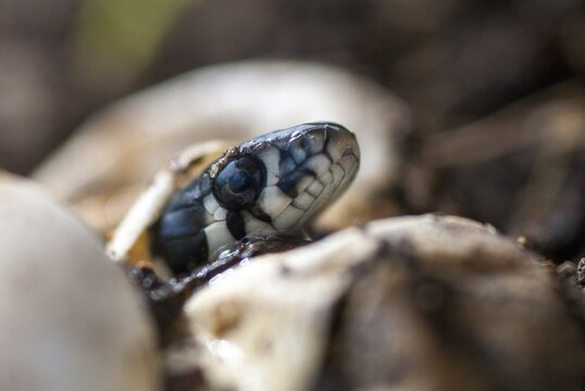 Grass Snake, Natrix Natrix, Grass Snake, Clutch, Critters, Eggs, Reptilia, Reptilia, Reptiles, Ringed Snakes, Snakes, Water Snakes