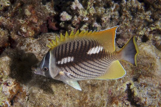 Night colouring of chevron butterflyfish (Chaetodon trifascialis), Dive site Abu Fendera Reef, Red Sea, Egypt