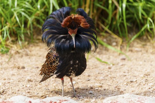 Exotic bird with striking plumage in a natural environment, ruff (Calidris pugnax, syn.: Philomachus pugnax), courtship display, France