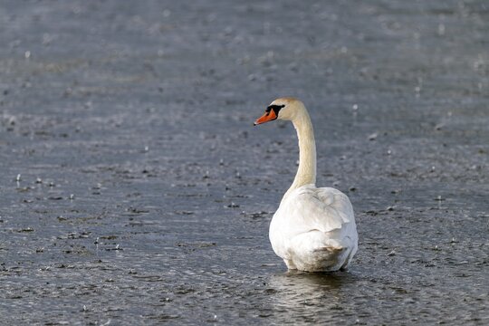 Mute Swan (Cygnus olor), by the water in the rain, Gro&szlig;wilfersdorf Nature Reserve, Gro&szlig;wilfersdorf, Styria, Austria