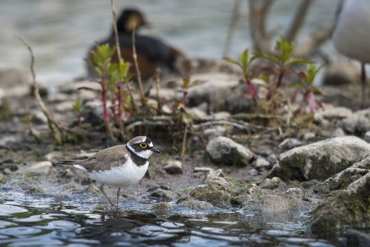 Black-necked Grebe, Charadrius Dubius, Little Ringed Plover, Podiceps Nigricollis, Black-necked Grebe, Birds, Charadriiformes, Grebe, Grebe, Limikolen, Plower, Podicipedidae, Plovers, Divers, Birds, Waders, Waterbirds, Wadbirds