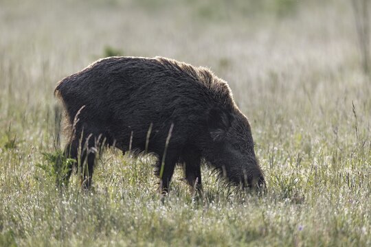 A very young wild boar (Sus scrofa) with clearly visible teats in the morning light, backlight, Denmark