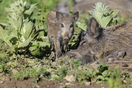 A female wild boar (Sus scrofa) rests with her piglets on a sunny morning in a green clearing. Bavaria, Germany
