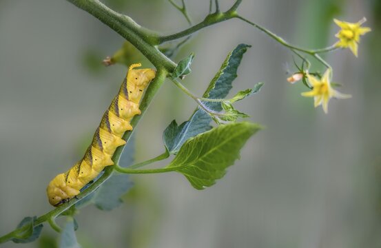 Acherontia Atropos, Death's-Head Hawkmoth, Greater Death's Head Hawkmoth, Sphingidae, Skull Swarmers, Inchworm, Insects, Moths, Moths, Moths, Caterpillar, Butterflies, Swarmers