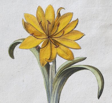 Blossom autumn gold cup (Sternbergia Lutea), hand-colored copper engraving by Basilius Besler, from Hortus Eystettensis, 1613