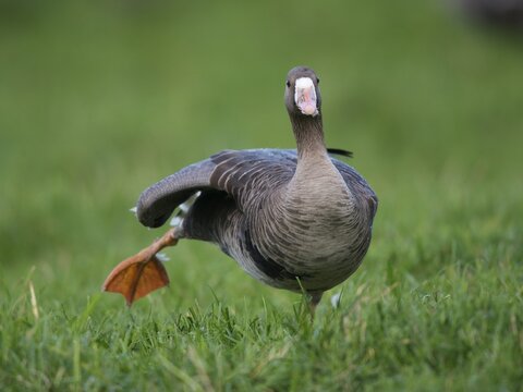 Greater white-fronted goose (Anser albifrons), Bislicher Insel, Xanten, North Rhine-Westfahen, Germany