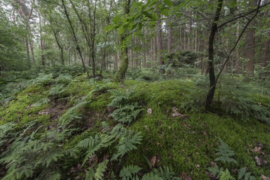 Spiny fern (Dryopteris carthusiana) in the forest, Emsland, Lower Saxony, Germany