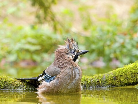 Eurasian jay (Garrulus glandarius) bathing in shallow water, Solms, Hesse, Germany