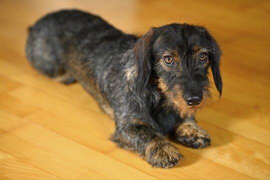 Rough-haired dachshund (Canis lupus familiaris) puppy, male, 1 year, lying on parquet floor, Baden-W&uuml;rttemberg, Germany