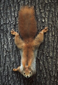 Squirrels, rodents, rodentia, sciurus vulgaris, squirrel, high size, vertical format, mammals, rodents, mammals