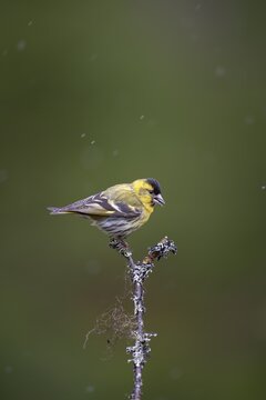 Siskin (Spinus spinus) adult bird on a tree branch, Suomussalmi, Karelia, Finland