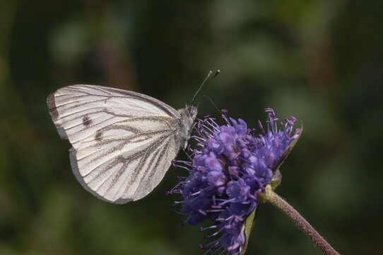 Green-veined white, green vein whitening, Pieris napi, rapeseed whitling, butterfly, insects, butterfly, butterflies