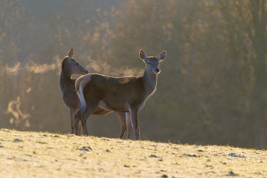 Two female red deer (Cervus elaphus) stand in the first light of day on a meadow covered in hoar frost. Their breath condenses in the cold air. A forest can be seen in the background