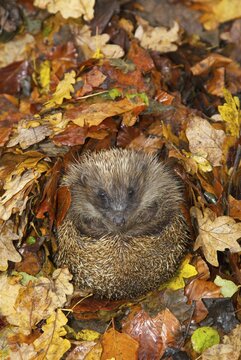 European hedgehog (Erinaceus europaeus) adult animal on a pile of fallen autumn colour leaves in a garden during hibernation, Suffolk, England, United Kingdom